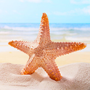 Summer Live Wallpapers APK