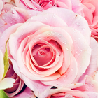 Розовые Розы Живые Обои иконка