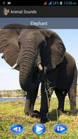 Animal Sounds скриншот 2