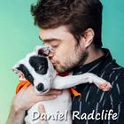 Daniel Radcliffe Wallpapers HD icône