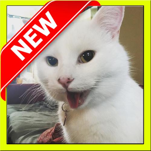 Memes De Gatos For Android Apk Download