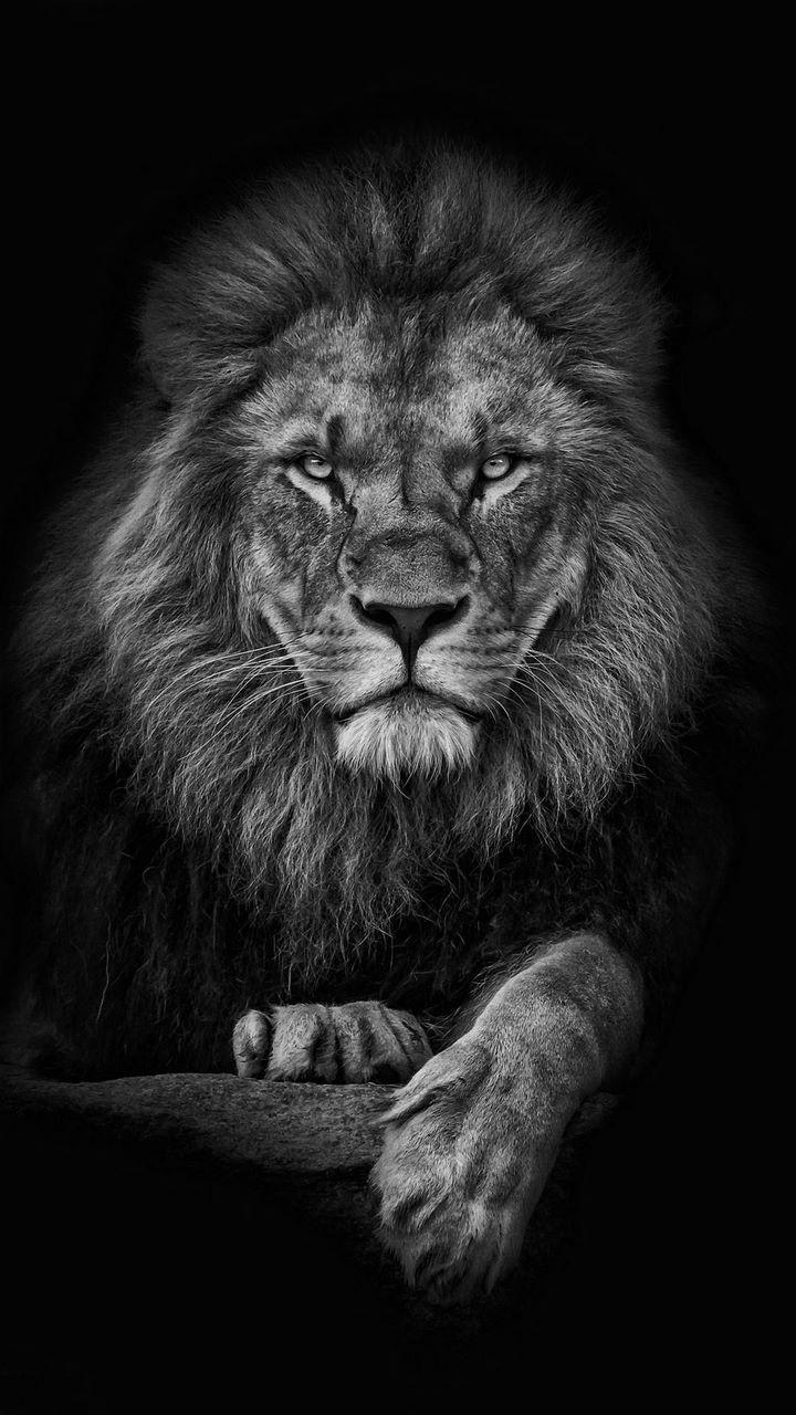 Black Lion Wallpapers APK for Android Download Black Lion Wallpapers APK for Android Download