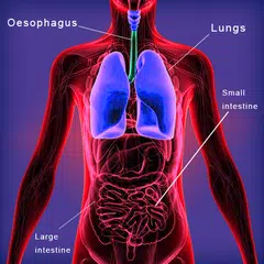 Cuerpo humano y órganos