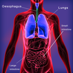 Menschliche Organe und Systeme