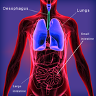 Human Body System أيقونة