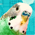 Budgie Blocks