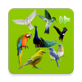 Birds Sounds 2020