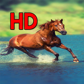 Horse Wallpapers 4k आइकन