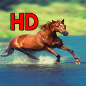 Horse Wallpapers 4k أيقونة