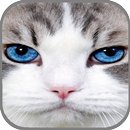 Cute Cats HD Wallpapers APK