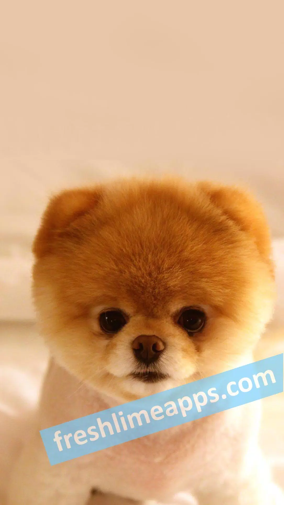 Tải xuống APK Cute Dogs HD Wallpapers cho Android