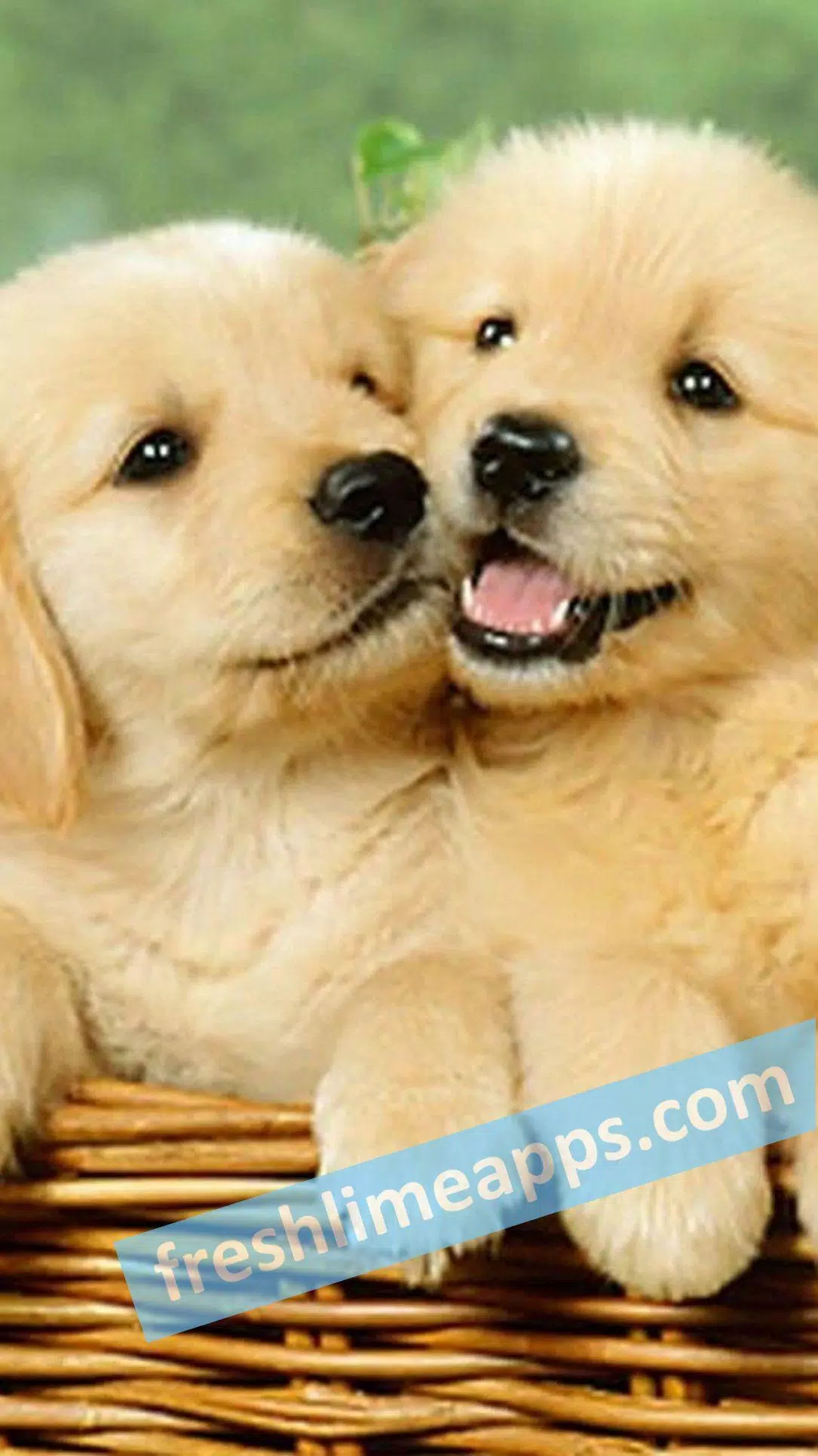 Tải xuống APK Cute Dogs HD Wallpapers cho Android