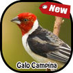 Canto Galo De Campina