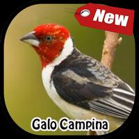 Canto Galo De Campina imagem de tela 3
