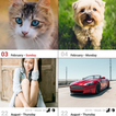 Image Calendar w Widget Cats Dogs Girls Cars Food