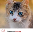 Daily Cat Calendar with Widget