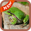 Frog Wallpaper