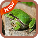 Frog Wallpaper APK
