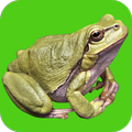 ”Frog Sounds