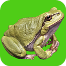 APK Frog Sounds