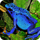 Frogs HD Wallpaper APK