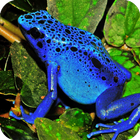 Frogs HD Wallpaper icône