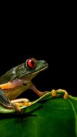 Frogs HD Wallpaper 截图 2