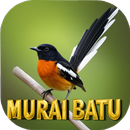 Suara pikat murai batu-APK
