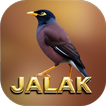 Suara pikat burung jalak icon