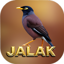 Suara pikat burung jalak-APK