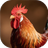 APK MP3 suara ayam