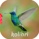 suara pikat burung kolibri-APK