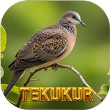 Suara pikat burung tekukur