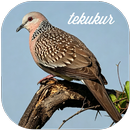 Suara pikat burung tekukur APK