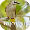 Suara pikat burung trucukan-APK