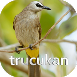 Suara pikat burung trucukan