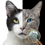 Find Differences 2019 Summer