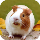 Guinea Pig Wallpaper APK