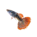 Guppy Fish Guide APK