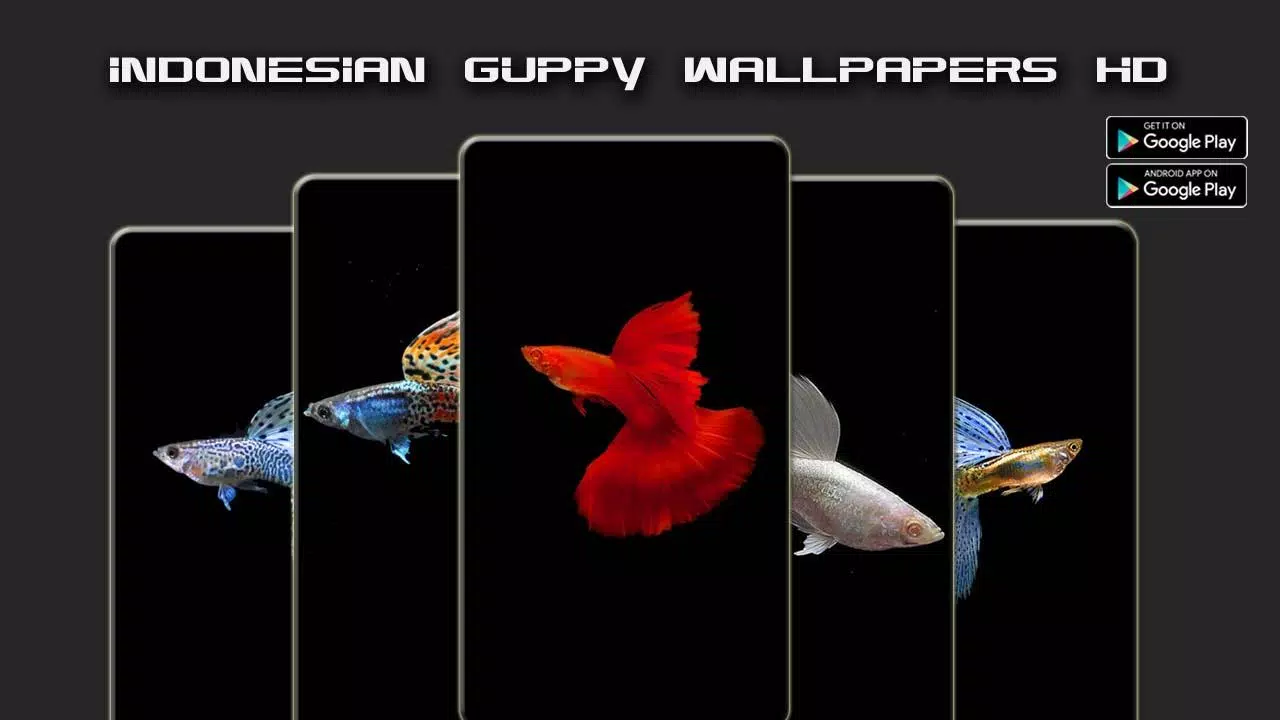 Nusantara Guppy Wallpapers HD APK for Android Download Nusantara Guppy Wallpapers HD APK for Android Download