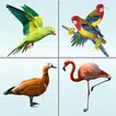 Bird Memory Matching Game