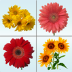 Flower Memory Matching Game