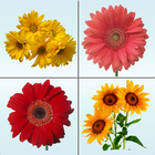 Flower Memory Matching Game icône