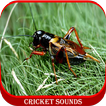 Cricket Sounds icon