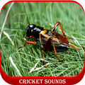 Cricket Sounds