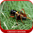 APK Cricket Sounds