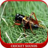 Cricket Sounds 아이콘