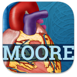 USMLE Clinical Anatomy-icoon