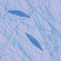 ”Microbiology and Immunology