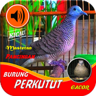 🐦Kicau Perkutut🐦Masteran Gac icône